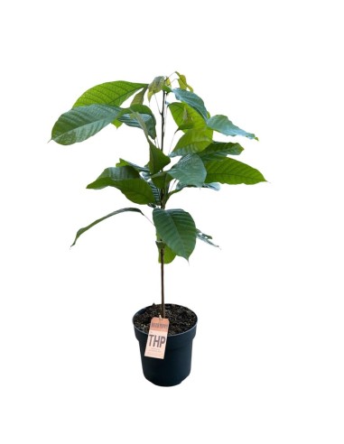 PIANTA DEL CACAO (Theobroma cacao): Coltiva il cioccolato