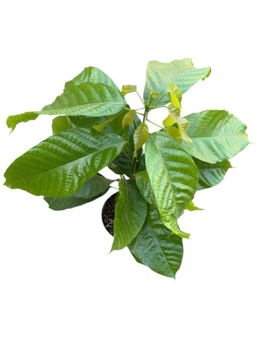 PIANTA DEL CACAO (Theobroma cacao): Coltiva il cioccolato