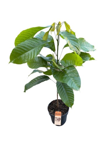 PIANTA DEL CACAO (Theobroma cacao): Coltiva il cioccolato