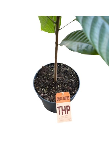 PIANTA DEL CACAO (Theobroma cacao): Coltiva il cioccolato