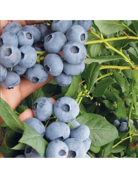 Mirtillo Draper: frutti giganti, croccanti, raccolto precoce