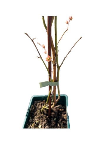 Mirtillo Draper: frutti giganti, croccanti, raccolto precoce