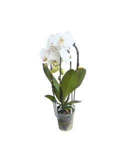 ORCHIDEA PHALAENOPSIS "Fontano": Eleganza Bianca 2