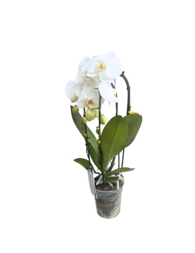 ORCHIDEA PHALAENOPSIS "Fontano": Eleganza Bianca