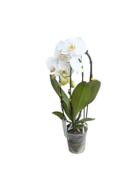 ORCHIDEA PHALAENOPSIS "Fontano": Eleganza Bianca