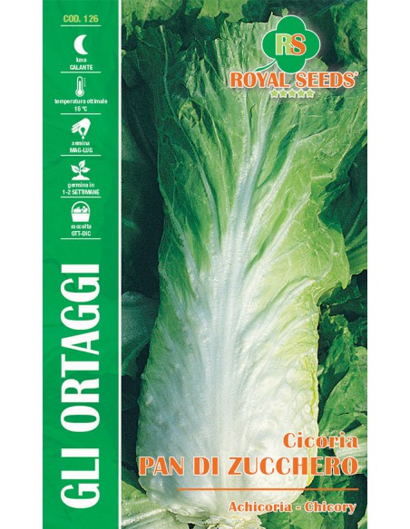 CICORIA PAN DI ZUCCHERO MAXI