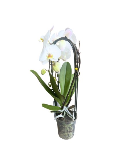 ORCHIDEA PHALAENOPSIS "Fontano": Eleganza Bianca