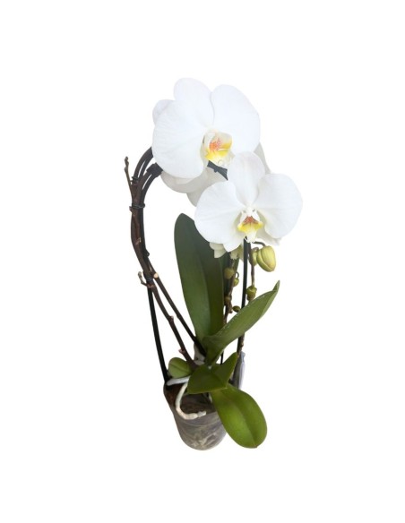 ORCHIDEA PHALAENOPSIS "Fontano": Eleganza Bianca