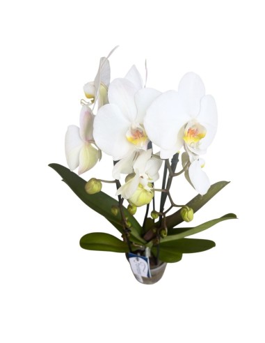 ORCHIDEA PHALAENOPSIS "Fontano": Eleganza Bianca