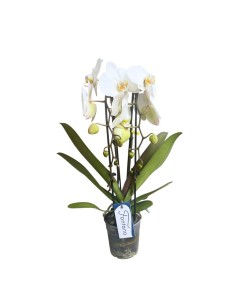 ORCHIDEA PHALAENOPSIS "Fontano": Eleganza Bianca