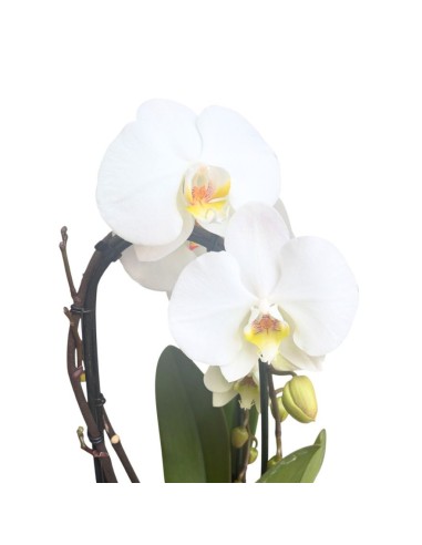 ORCHIDEA PHALAENOPSIS "Fontano": Eleganza Bianca