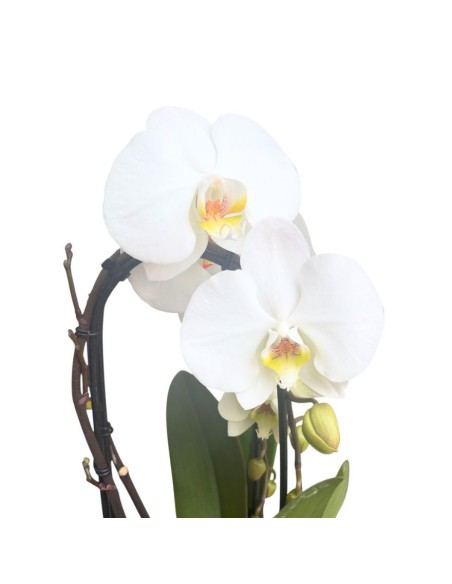 ORCHIDEA PHALAENOPSIS "Fontano": Eleganza Bianca