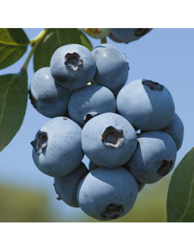 Mirtillo Duke: Il gigante precoce resistente al gelo in vaso