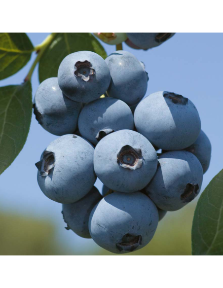 Mirtillo Duke: Il gigante precoce resistente al gelo in vaso
