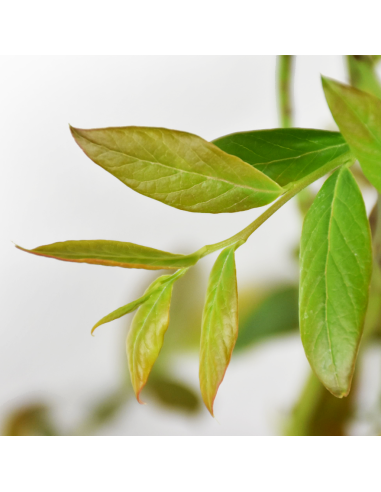 Mirtillo Duke: Il gigante precoce resistente al gelo in vaso