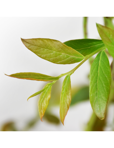 Mirtillo Duke: Il gigante precoce resistente al gelo in vaso