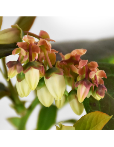 Mirtillo Duke: Il gigante precoce resistente al gelo in vaso