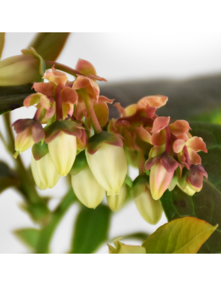 Mirtillo Duke: Il gigante precoce resistente al gelo in vaso