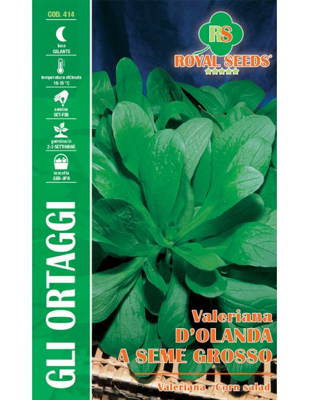 SEMI VALERIANA D'OLANDA A SEME GROSSO