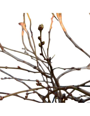 Mirtillo Duke: Il gigante precoce resistente al gelo in vaso