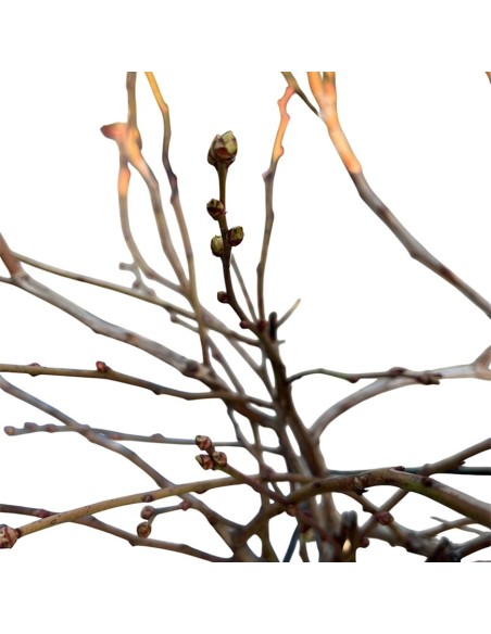 Mirtillo Duke: Il gigante precoce resistente al gelo in vaso