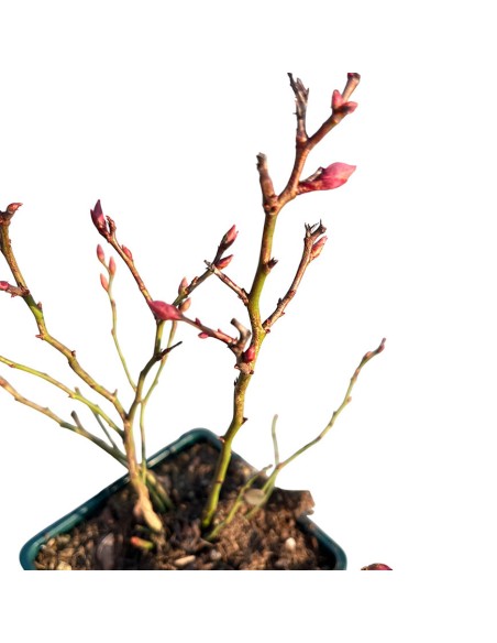 Mirtillo Elliot Gigante Tardivo Vendita Piante Vaso 12 e 18