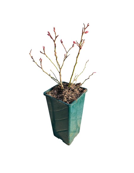 Mirtillo Elliot Gigante Tardivo Vendita Piante Vaso 12 e 18