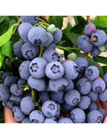 Mirtillo Elliot Gigante Tardivo Vendita Piante Vaso 12 e 18