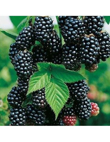 Mora Navaho: Dolcezza Infinita e Zero Spine per il Tuo Orto