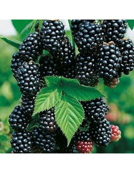 Mora Navaho: Dolcezza Infinita e Zero Spine per il Tuo Orto