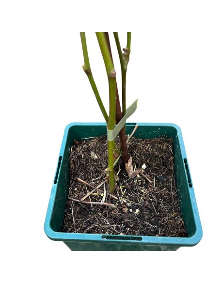 Mora Navaho: Dolcezza Infinita e Zero Spine per il Tuo Orto