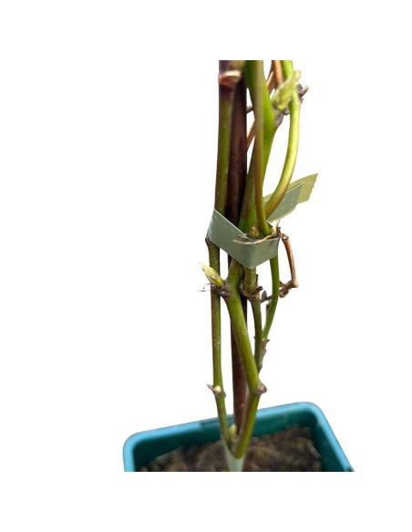 Mora Navaho: Dolcezza Infinita e Zero Spine per il Tuo Orto