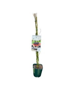 Mora Loch Ness: Senza Spine, Dolce e a Maturazione Media 2
