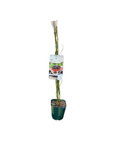 Mora Loch Ness: Senza Spine, Dolce e a Maturazione Media