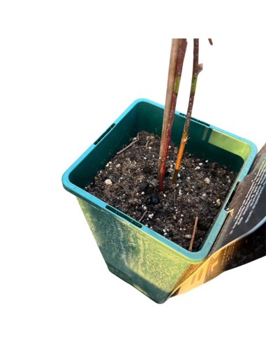 Mora Loch Ness: Senza Spine, Dolce e a Maturazione Media