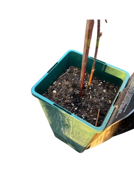 Mora Loch Ness: Senza Spine, Dolce e a Maturazione Media