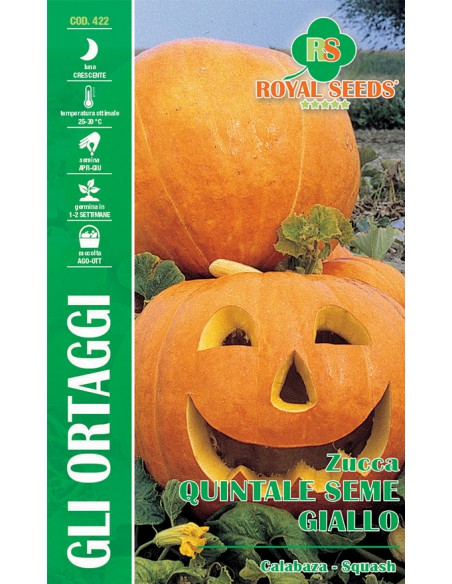 SEME DI ZUCCA QUINTALE SEME GIALLO zucca di Halloween