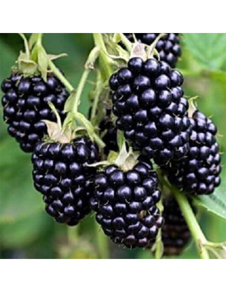 Mora Loch Ness: Senza Spine, Dolce e a Maturazione Media