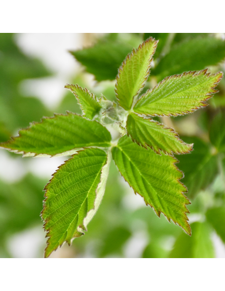 Mora Loch Ness: Senza Spine, Dolce e a Maturazione Media