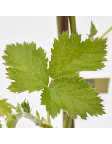 Mora Loch Ness: Senza Spine, Dolce e a Maturazione Media