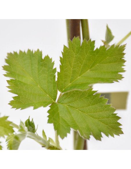 Mora Loch Ness: Senza Spine, Dolce e a Maturazione Media