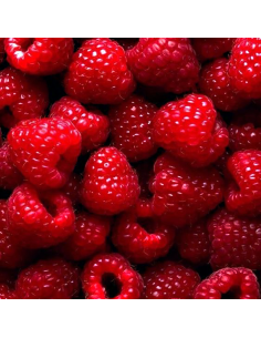 Lampone Enrosadira: Rosso Rifiorente Precoce e Dolcissimo