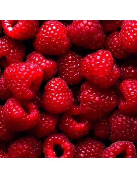 Lampone Enrosadira: Rosso Rifiorente Precoce e Dolcissimo