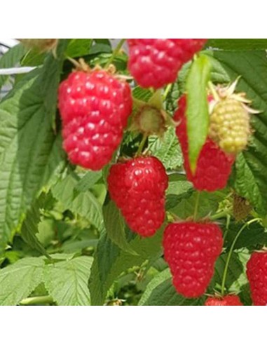 Lampone Magda: Rosso Rifiorente Senza Spine Precoce in Vaso