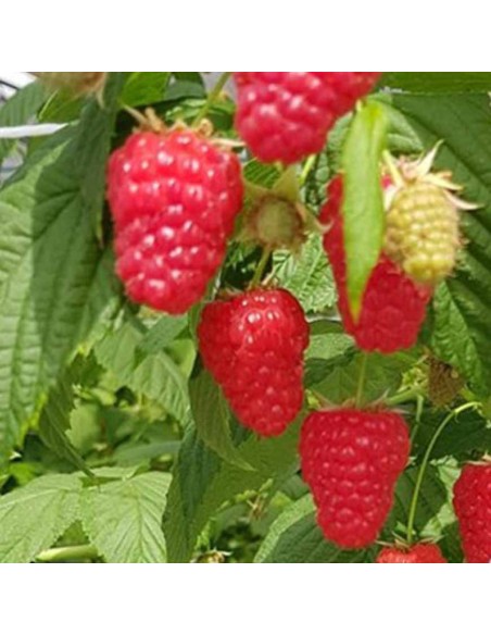 Lampone Magda: Rosso Rifiorente Senza Spine Precoce in Vaso