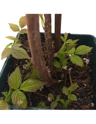 Lampone Magda: Rosso Rifiorente Senza Spine Precoce in Vaso