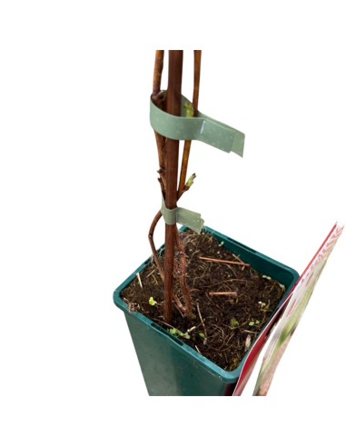 Lampone Magda: Rosso Rifiorente Senza Spine Precoce in Vaso