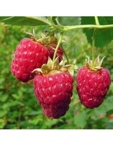 Lampone Rosso Sansone: Varietà Rifiorente Medio-Tardiva Vaso