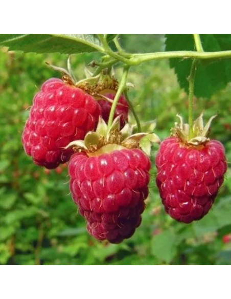 Lampone Rosso Sansone: Varietà Rifiorente Medio-Tardiva Vaso