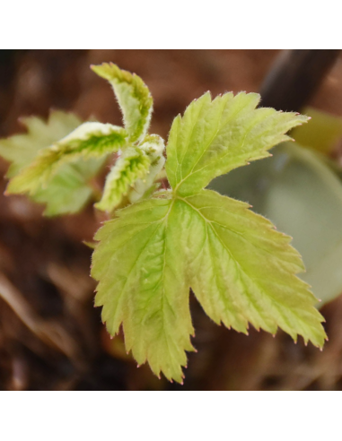 Lampone Rosso Sansone: Varietà Rifiorente Medio-Tardiva Vaso